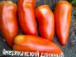 des tomates  Amerikanskijj dlinnyjj l'espèce Photo