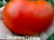 Los tomates  Akademik Sakharov  variedad Foto