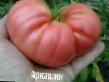 des tomates  Arkashin l'espèce Photo