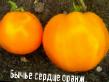 des tomates les espèces Byche serdce oranzhevoe Photo et les caractéristiques