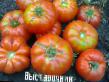 des tomates  Vystavochnik l'espèce Photo