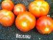 des tomates  Veselka  l'espèce Photo