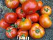 I pomodori  Granat la cultivar foto