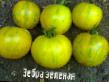 Tomatoes  Zebra zeljonaya grade Photo
