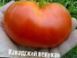 Los tomates  Kanadskijj velikan  variedad Foto