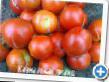 des tomates  Kavkazskaya liana  l'espèce Photo
