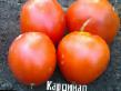 Los tomates  Kardinal  variedad Foto