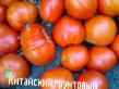 Los tomates  Kitajjskijj gruntovyjj  variedad Foto