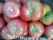 des tomates  Lyubitelskijj rozovyjj  l'espèce Photo