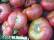 Los tomates  Rannyaya lyubov variedad Foto