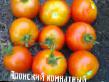 des tomates  Yaponskijj komnatnyjj  l'espèce Photo