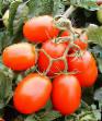Los tomates variedades Dzhejjreks F1 Foto y características