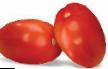 Los tomates  Kalista  variedad Foto