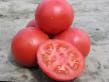 Los tomates  Tarpan F1 variedad Foto