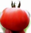 Tomaten Sorten Lenor F1 Foto und Merkmale