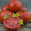 Tomaten Sorten Orko F1 Foto und Merkmale