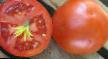 Los tomates variedades Otranto F1 Foto y características