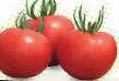 Los tomates  Silueht F1 variedad Foto