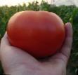 Tomater sorter Ehjjdzhen F1 Fil och egenskaper