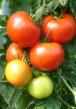 I pomodori le sorte Setkopa foto e caratteristiche