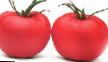 Tomater sorter Paradajjz F1 Fil och egenskaper