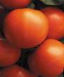 Los tomates  Ehkvator F1 variedad Foto