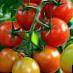 Los tomates variedades Forte Mare F1 Foto y características