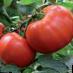 Los tomates variedades Malika F1 Foto y características