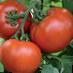 Los tomates  Gilgal F1 variedad Foto