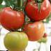 Los tomates variedades Nirit F1 Foto y características
