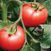 Los tomates variedades Salar F1 Foto y características