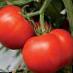 Los tomates variedades Isfara F1 Foto y características