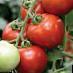 Tomater sorter Kokhava F1 Fil och egenskaper