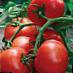 Tomatoes  Aksinya F1 grade Photo