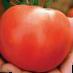 Los tomates variedades Tveriya F1 Foto y características