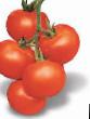 Los tomates  Astona F1 variedad Foto