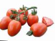 Los tomates  Piza F1 variedad Foto