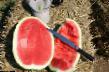 Wassermelone Sorten Sagi F1 (bessemyannyjj) Foto und Merkmale
