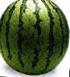 Wassermelone  Atika F1 (Bessemyannyjj) klasse Foto