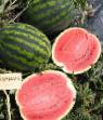Wassermelone Sorten Romanza F1 Foto und Merkmale