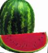 Watermelon varieties Farao F1  Photo and characteristics