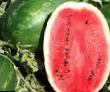 Watermelon varieties Dukato F1 Photo and characteristics