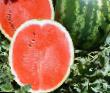 Vattenmelon sorter Nasko Svit F1 Fil och egenskaper