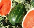 Vattenmelon sorter Oli Dukato F1 Fil och egenskaper