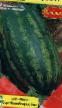 une pastèque  Maribo F1 l'espèce Photo