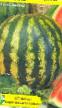 Wassermelone Sorten Radost Foto und Merkmale
