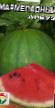Watermelon varieties Marmeladnyjj Photo and characteristics