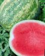 Vodní meloun druhy Madzhestik F1 (bessemyannyjj) fotografie a charakteristiky