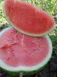 Vattenmelon sorter Ortal F1 (bessemyannyjj) Fil och egenskaper