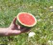 Vodní meloun druhy Ehkstazi F1 (bessemyannyjj) fotografie a charakteristiky